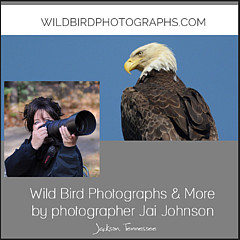 WildBird Photographs