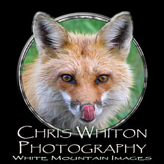 Chris Whiton