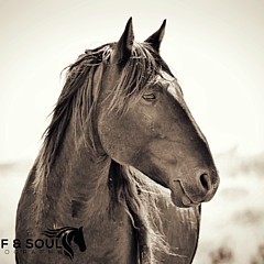 Hoof and Soul Photography