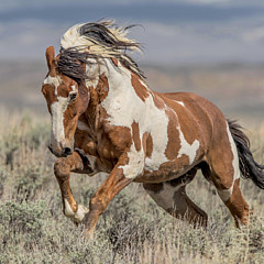 Wild Mustang Picasso