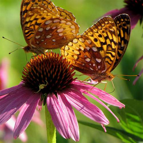 Butterflies in Midwest America Photography 