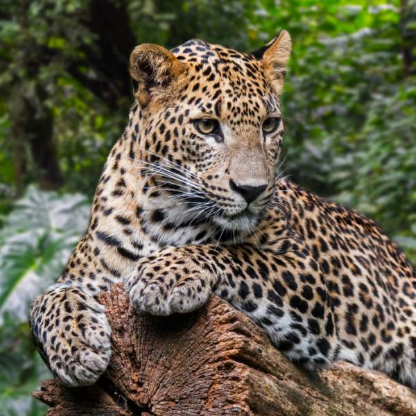 Leopards Jaguars Pumas Panthers