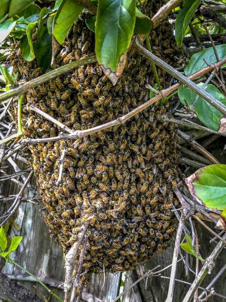 Of Swarms and Hives - Bees of course