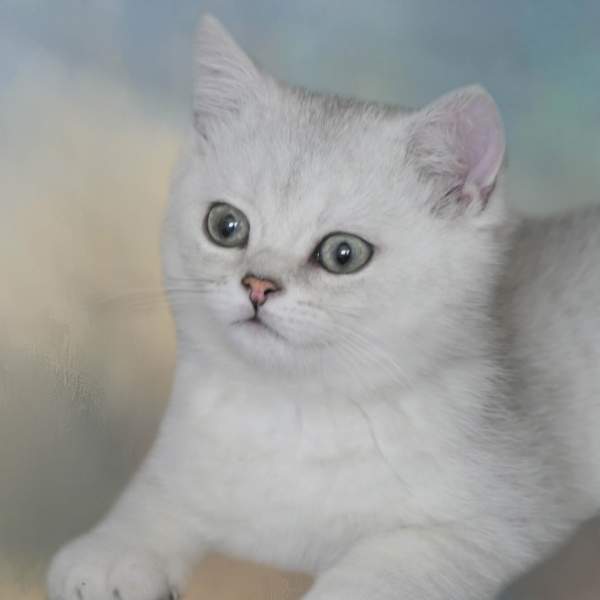 White Cats and Kittens
