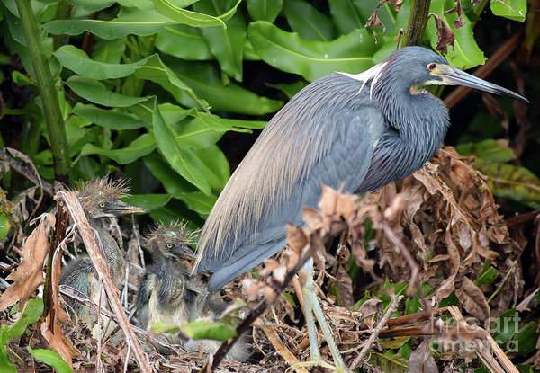 Wild Baby Bird With Mom and or Dad