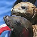 Pinnipeds Only Seals Sea Lion and Walrus 