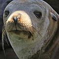 PINNIPEDS ONLY SEALS SEA LION AND WALRUS