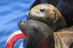 Pinnipeds Only Seals Sea Lions And Walrus